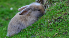 Kaninchen (08).jpg